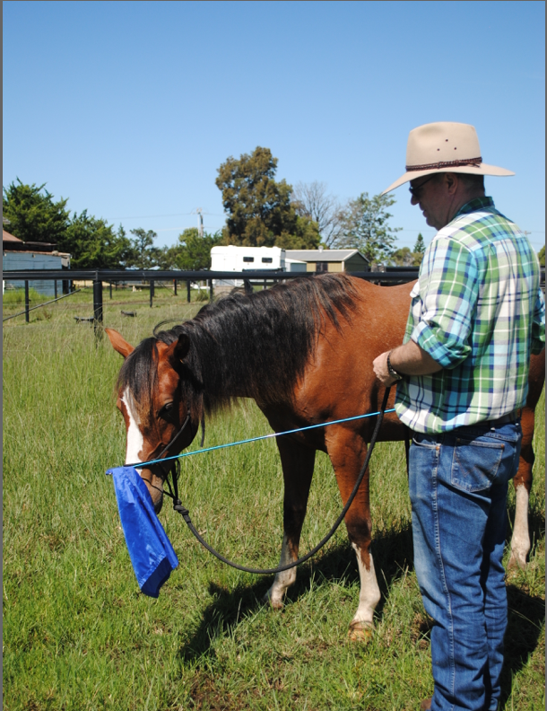 Horse sniffing a flag